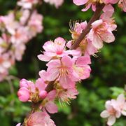 Prunus tenella