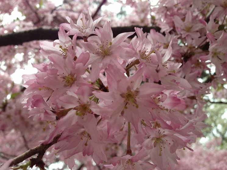 prunus subhirtella