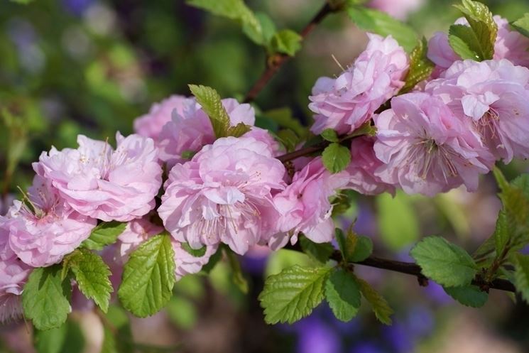 prunus triloba