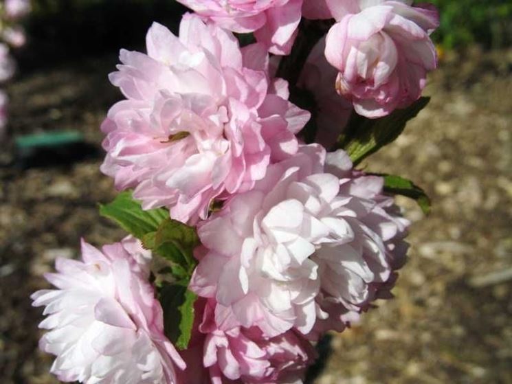 Prunus glandulosa