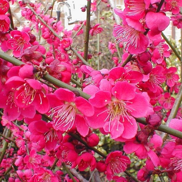 prunus mume