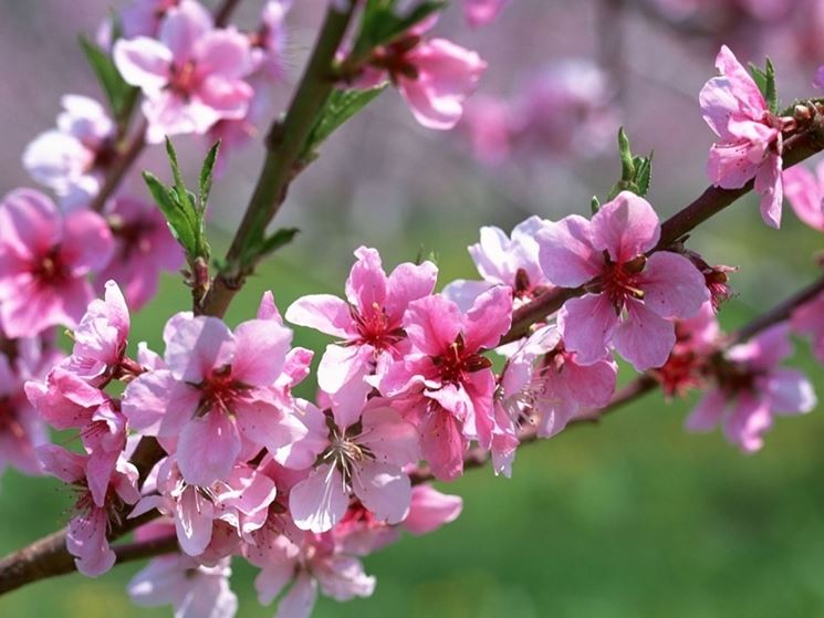 prunus persica