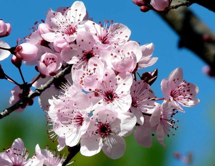 prunus cerasifera