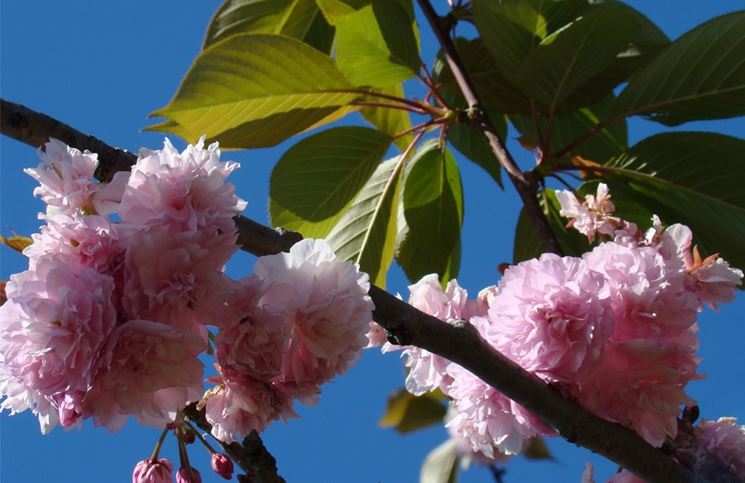 prunus serrulata