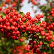 pyracantha coccineum red column