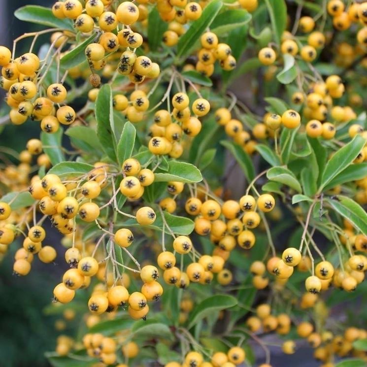 pyracantha