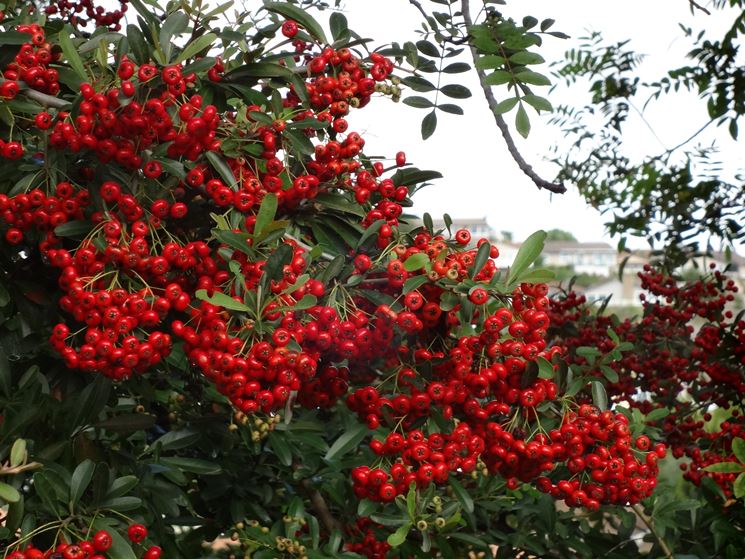 pyracantha angustifolia