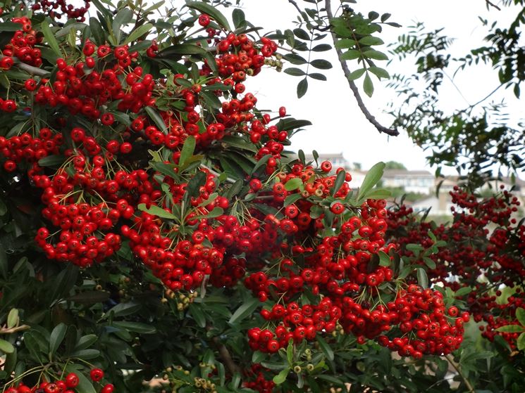 pyracantha