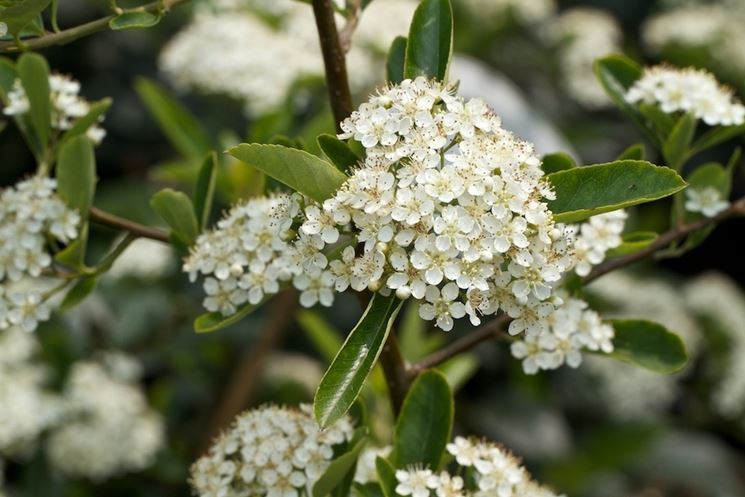 pyracantha coccinea