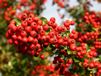 pyracantha coccineum red column