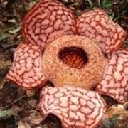 Rafflesia 
