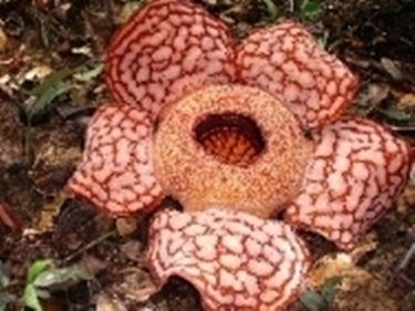 Rafflesia 