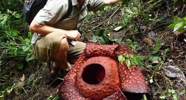 fiore rafflesia