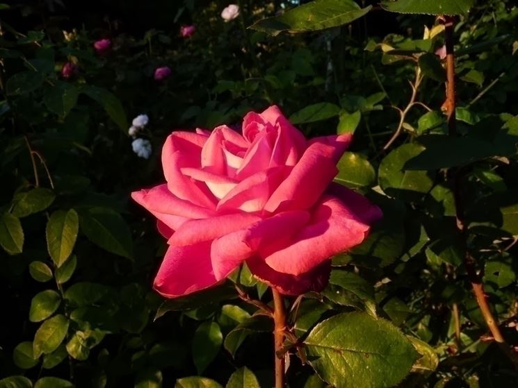 esempio di rosa