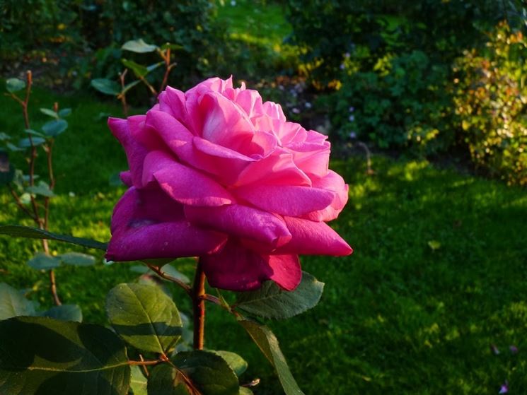 rose acapella