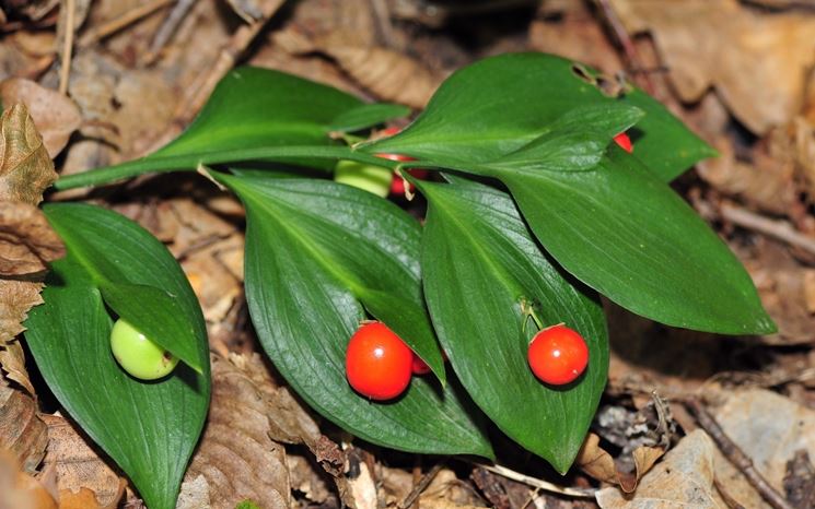 ruscus hypoglossum