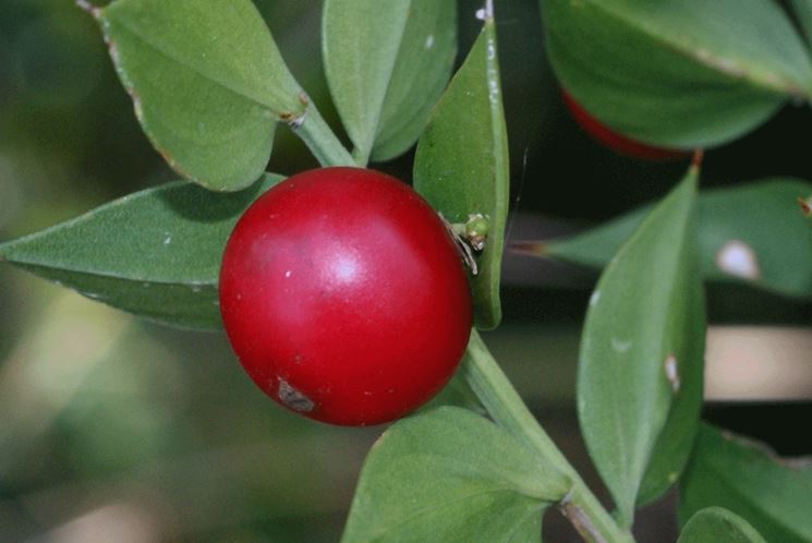 ruscus aculeatus