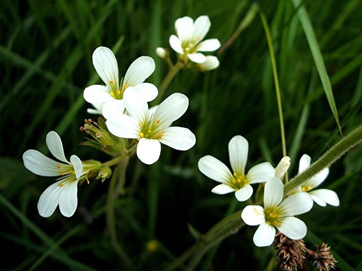 saxifraga granulata