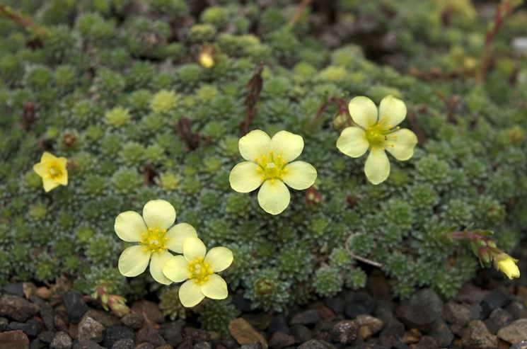 saxifraga 