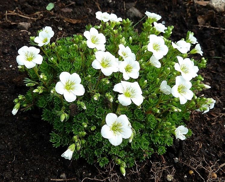 saxifraga white star