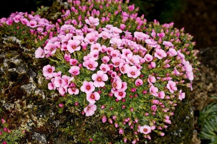 saxifraga laka