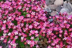 saxifraga