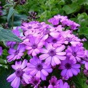Cineraria  