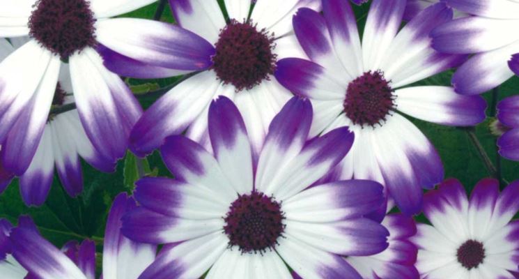 Cineraria  