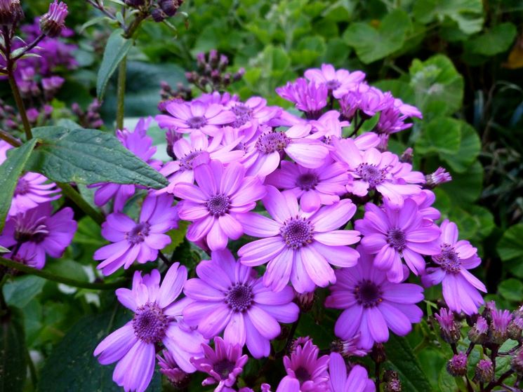 Cineraria  
