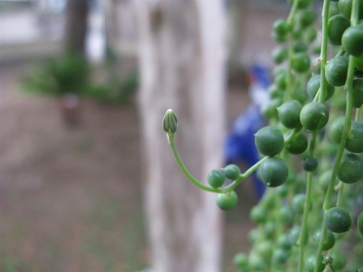 terreno senecio