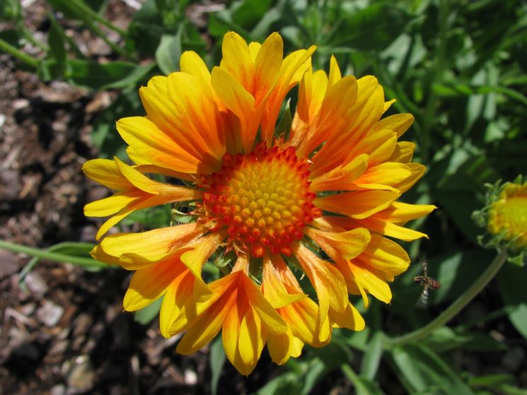 senecio marittimo