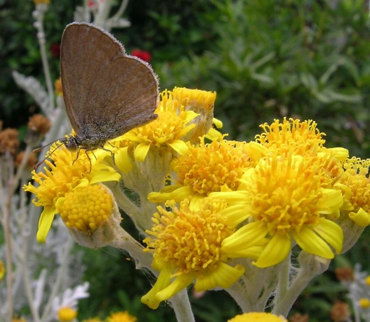 coltivare il senecio marittimo