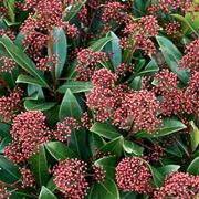 Skimmia japonica