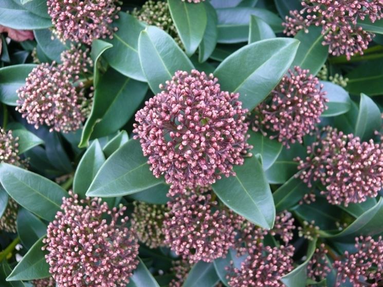 skimmia japonica rubella