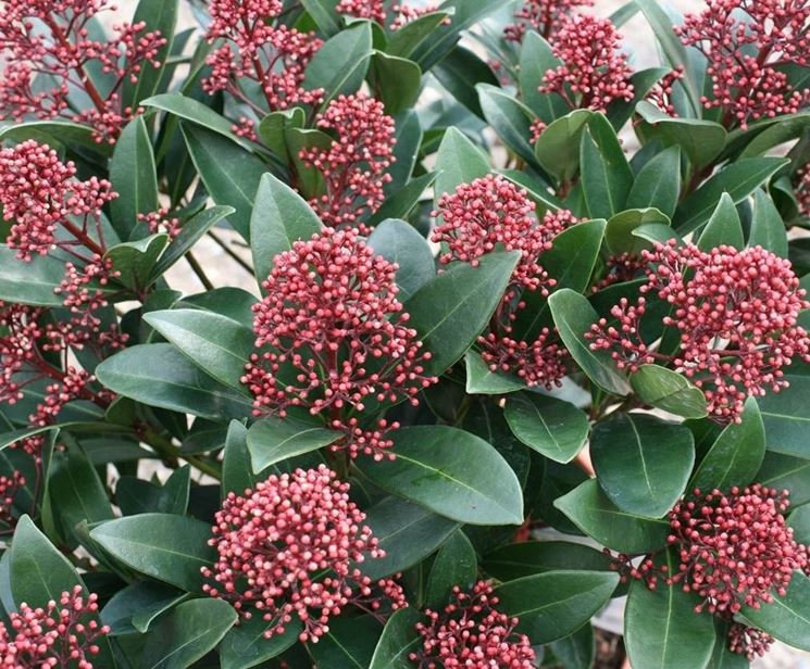 skimmia rubella