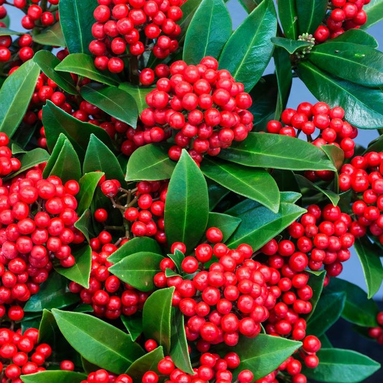 skimmia pabella