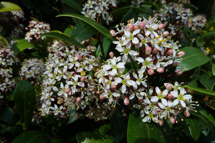 skimmia japonica 