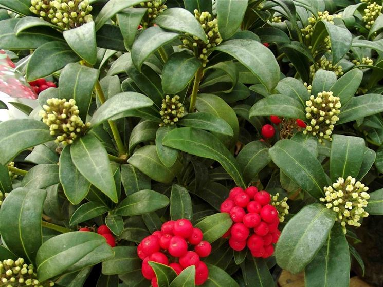 skimmia japonica obsession