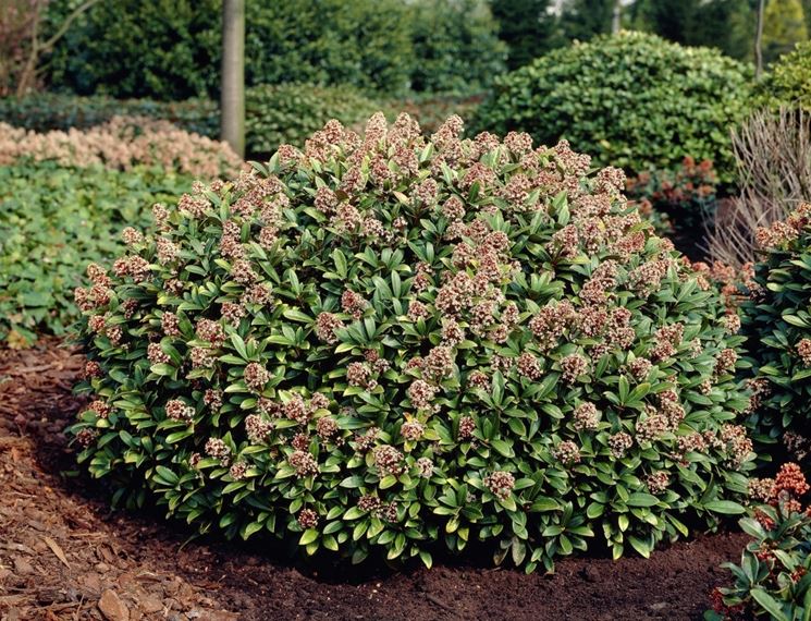 skimmia cespuglio