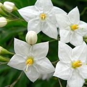 Solanum jasminoides