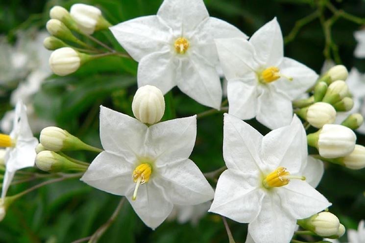 Solanum jasminoides