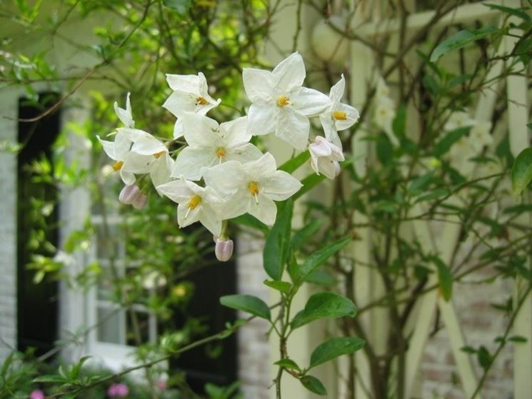 Solanum jasminoides