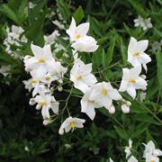 pianta solanum