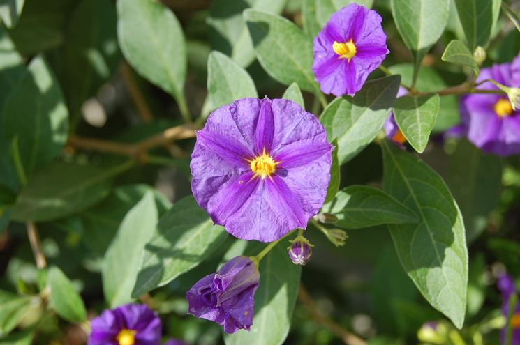 Solanum