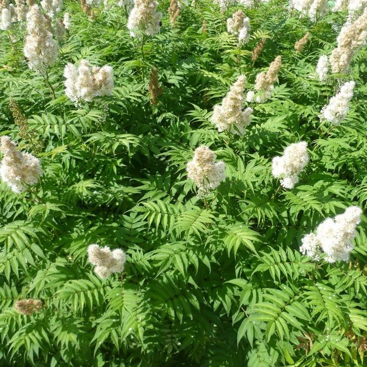 Falsa spirea Sorbaria sorbifolia Sorbaria sorbifolia Piante da