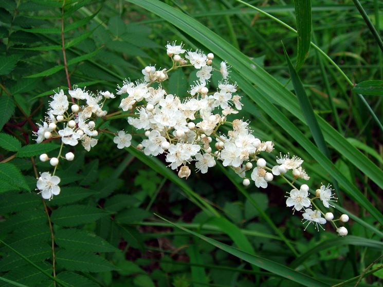 sorbaria