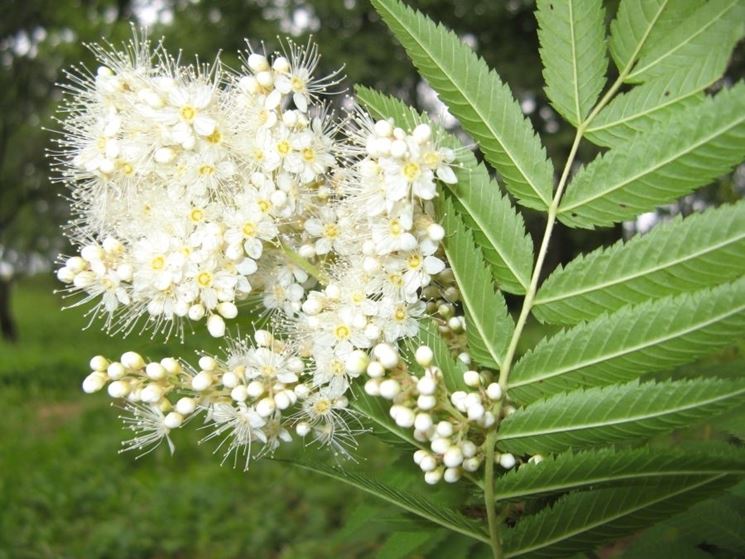 sorbaria sorbifolia