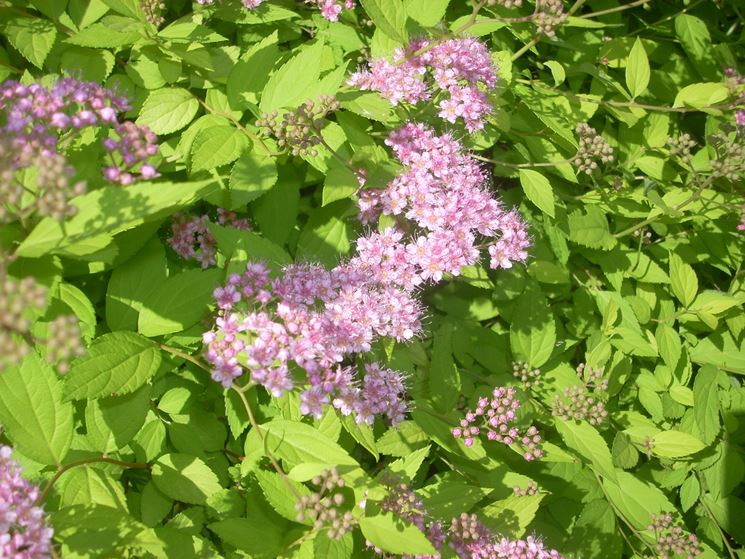 Spirea