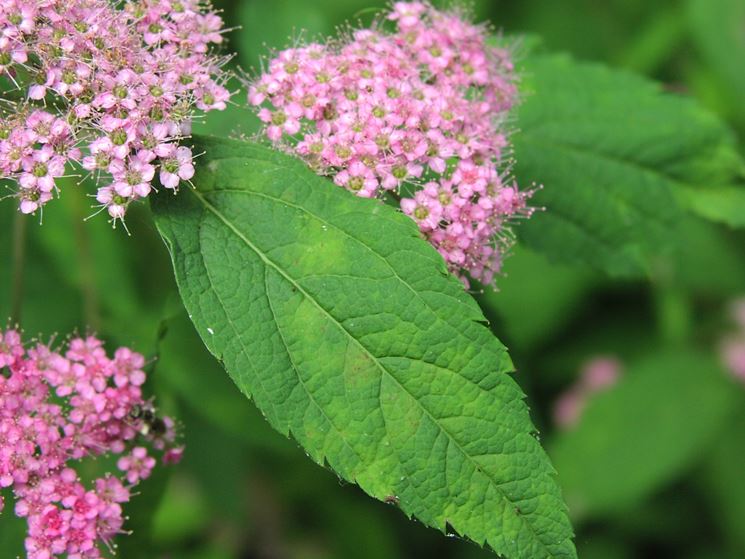 spirea del giappone