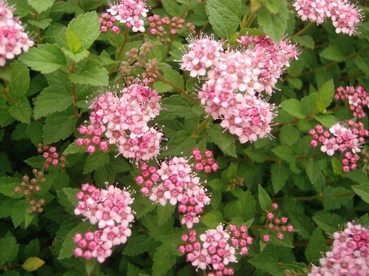 spirea